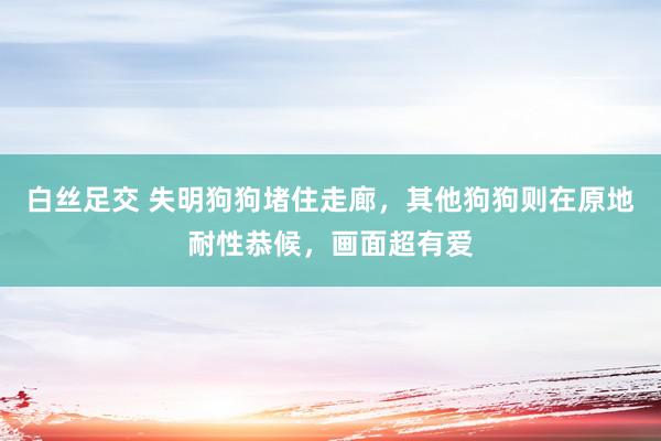 白丝足交 失明狗狗堵住走廊，其他狗狗则在原地耐性恭候，画面超有爱